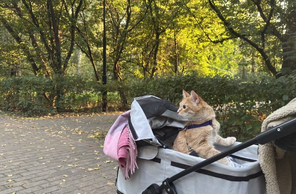 Кошка Василиса в парке Берёзовая роща