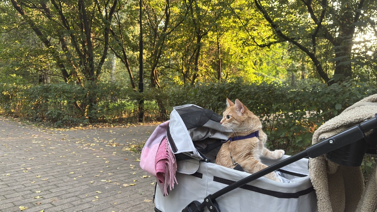 Кошка Василиса в парке Берёзовая роща