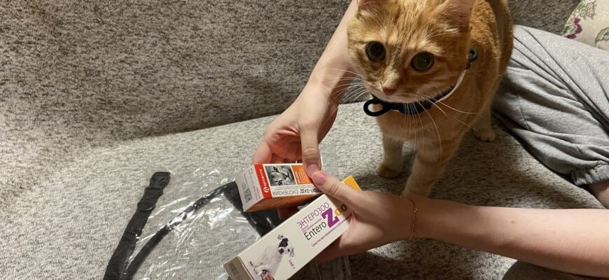 Обработка кошки от блох